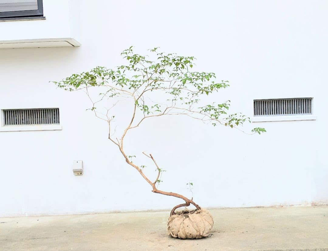 孤高。山採りアセビ。