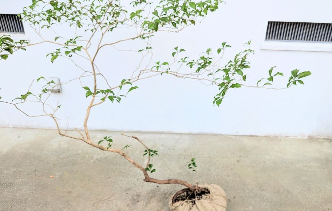 孤高。山採りアセビ。