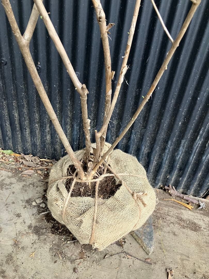 山採り　ウグイスカグラ