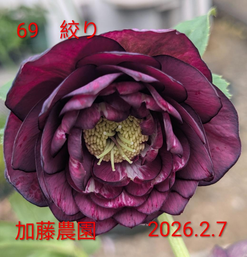 DD絞り ダークレッド系　（ブラック×グロスレッド・モーリーhyb）加藤農園