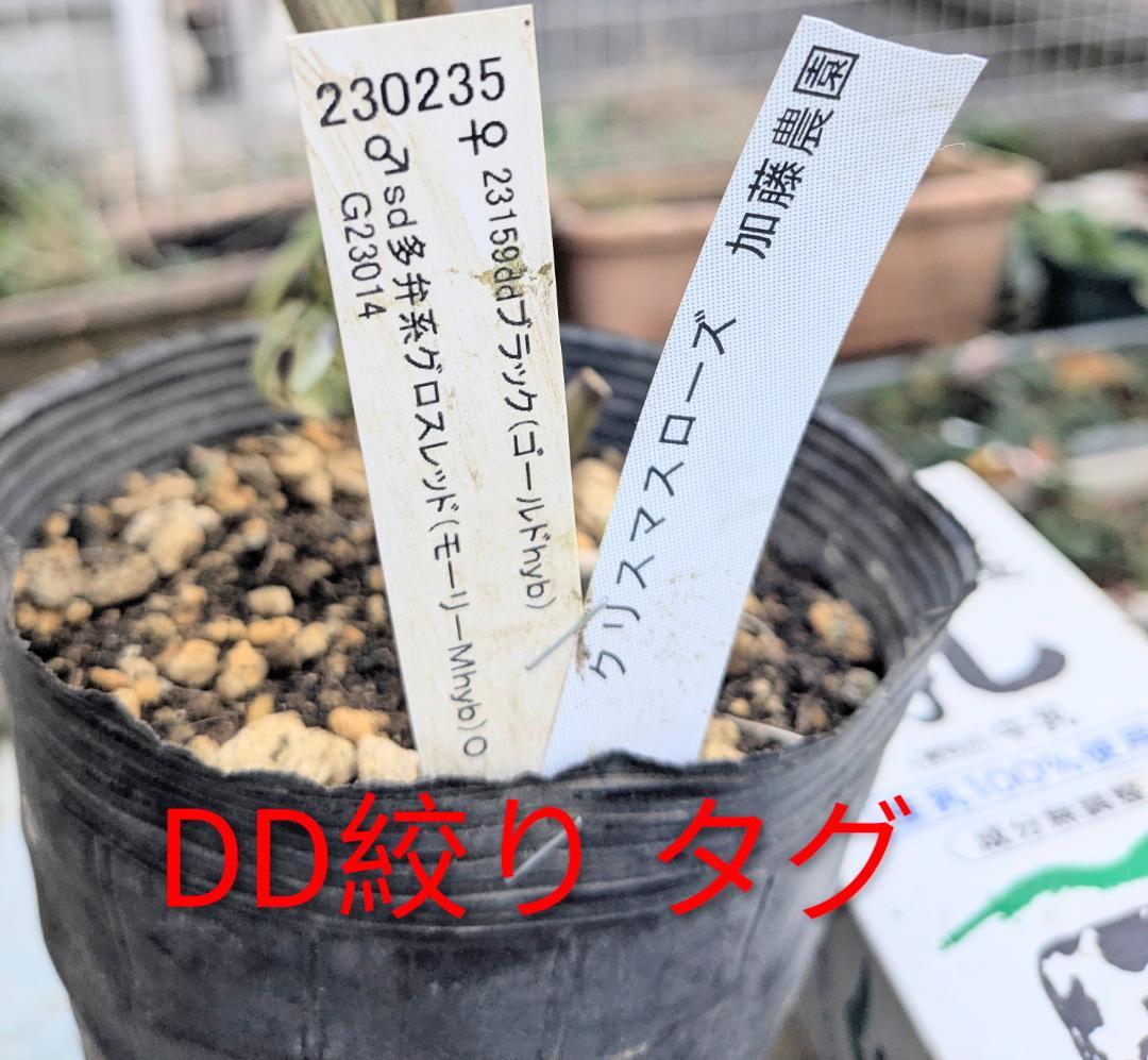 DD絞り ダークレッド系　（ブラック×グロスレッド・モーリーhyb）加藤農園