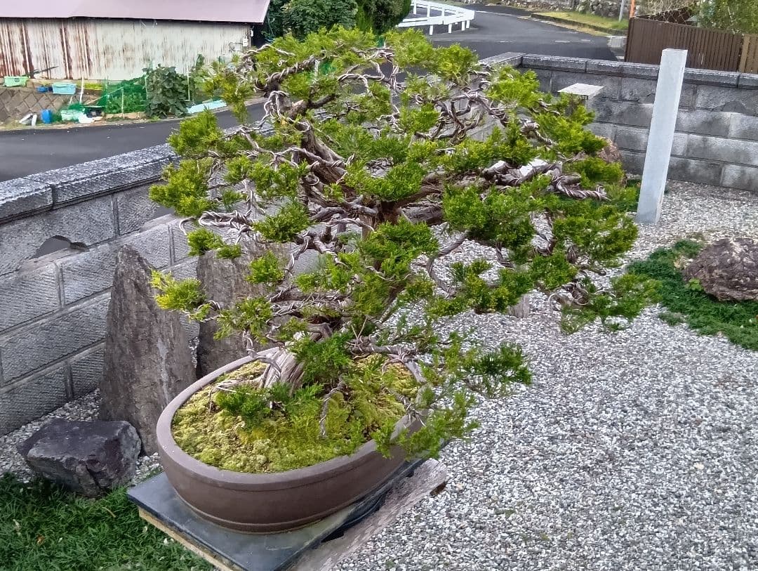 ‼️引き取り限定‼️ 糸魚川真柏 ‼️師走の大放出半価以下‼️今が超お買い得