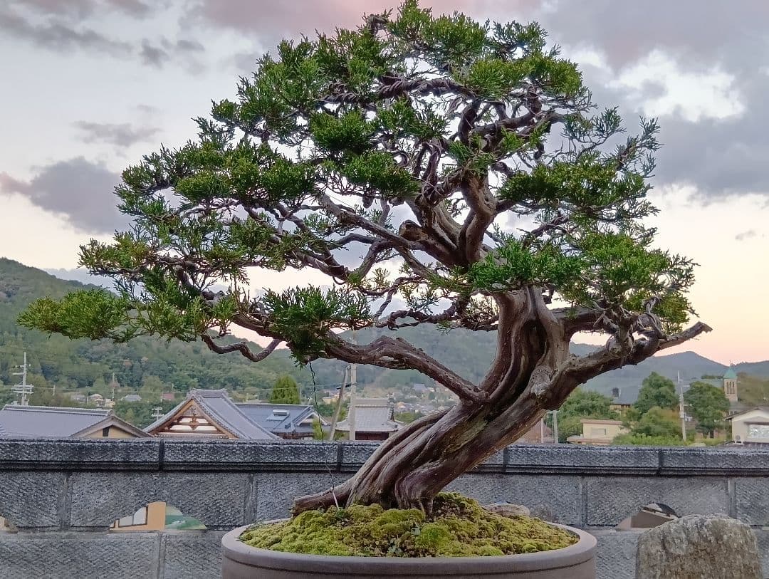 ‼️引き取り限定‼️ 糸魚川真柏 ‼️師走の大放出半価以下‼️今が超お買い得