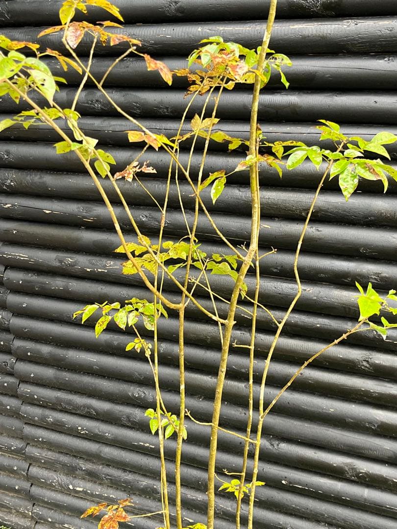 山採り天然　アオダモ　5本株立ち　82