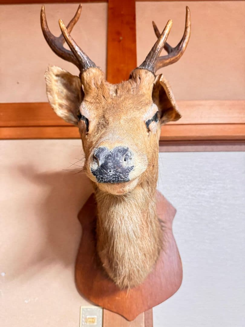 シカ 鹿 剥製 壁掛け ニホンジカ