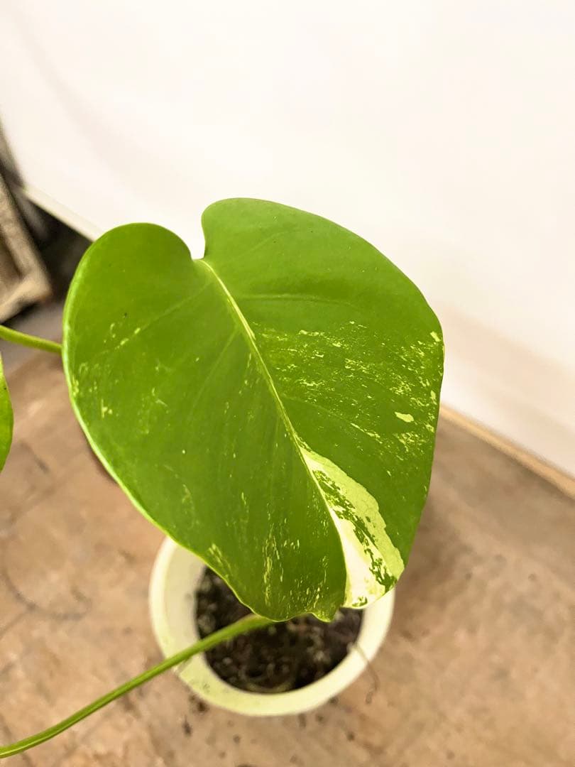 斑入り　モンステラ　デリシオーサ　艶姿　ホワイト　白