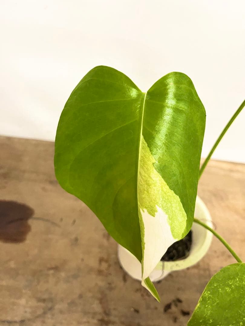 斑入り　モンステラ　デリシオーサ　艶姿　ホワイト　白