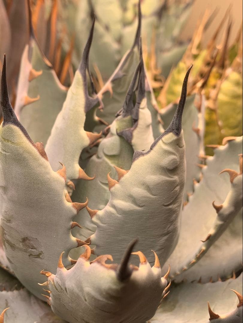 アガベ　ハイブリッド　ネバデンシス×BB チタノタ　オテロイ　ロックガーデン