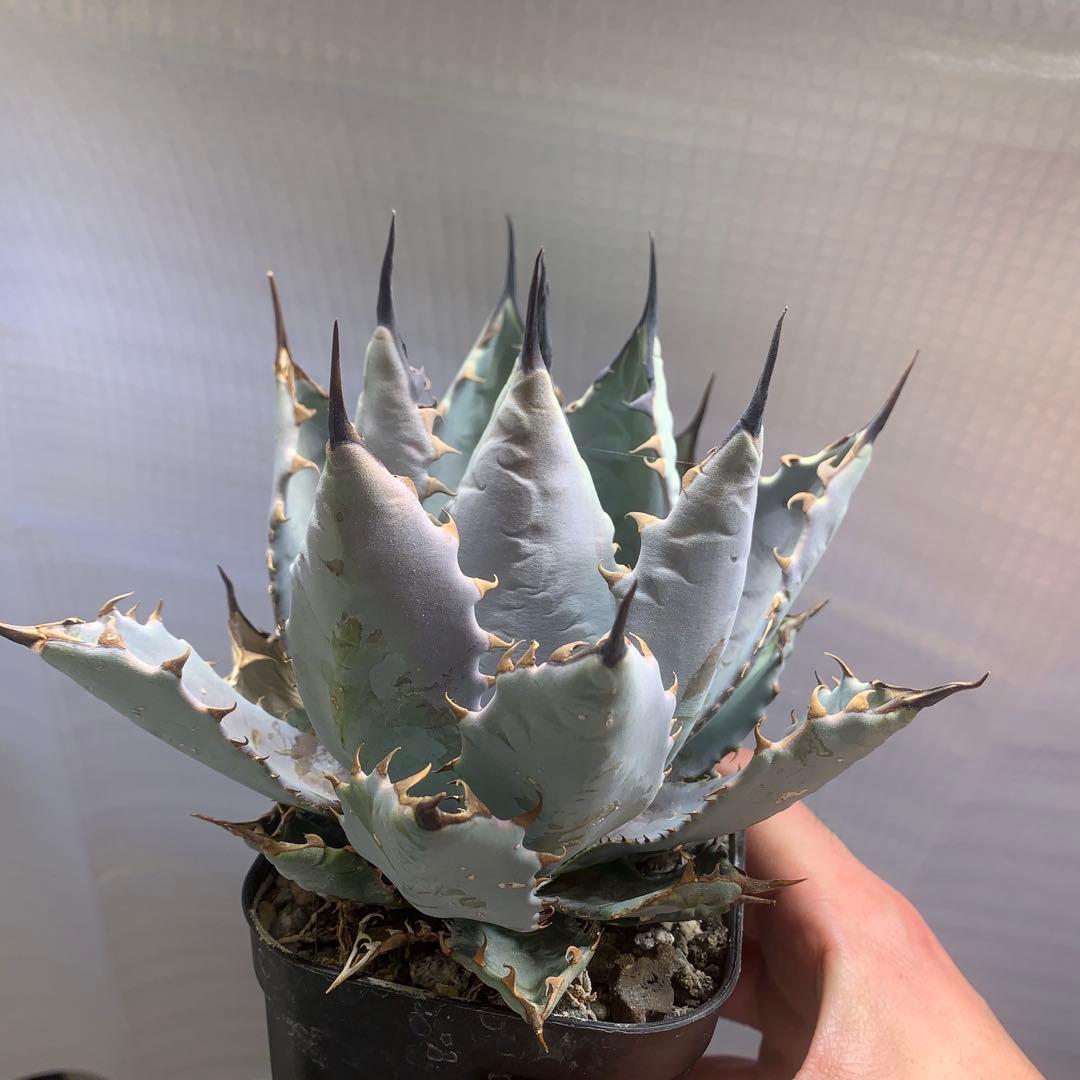 アガベ　ハイブリッド　ネバデンシス×BB チタノタ　オテロイ　ロックガーデン