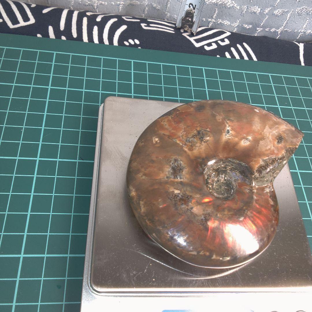 小物１ アンモナイト化石 光沢あり