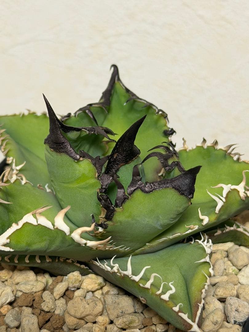 アガベチタノタ　選抜実生SSS株/ホオジロザメ、白豪刺、ivoryWA、オアハカ