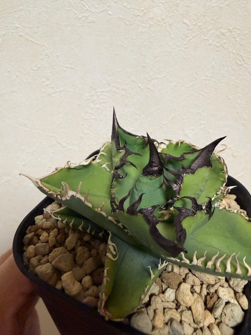 アガベチタノタ　選抜実生SSS株/ホオジロザメ、白豪刺、ivoryWA、オアハカ