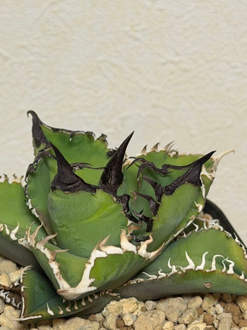 アガベチタノタ　選抜実生SSS株/ホオジロザメ、白豪刺、ivoryWA、オアハカ