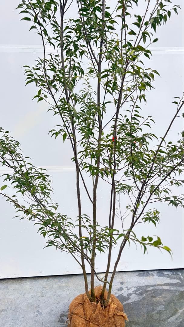 超特大サイズ 細く美しく繊細な樹形 ハイノキ 株立 716 樹高2.5m位