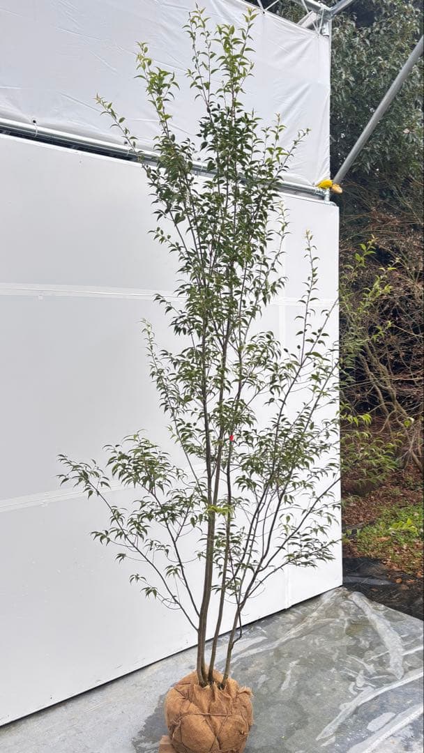 超特大サイズ 細く美しく繊細な樹形 ハイノキ 株立 716 樹高2.5m位