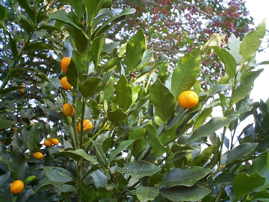 CASIO カシオ EXILIM EX-S20 コンデジ デジカメ 超軽量97g