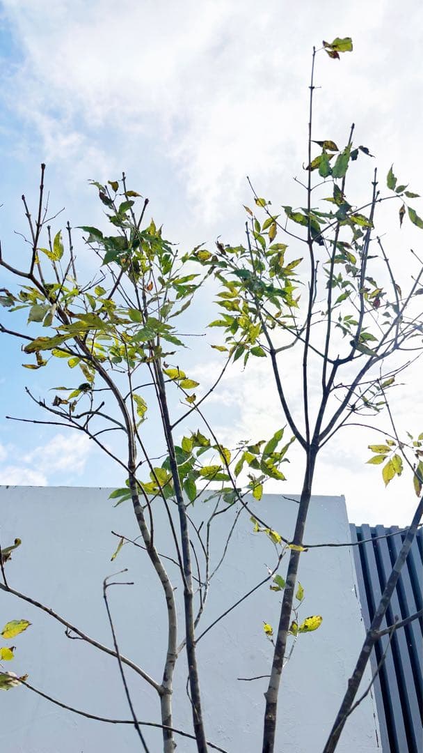 美斑紋。山採りアオダモ3.1M(鉢底から)品番A