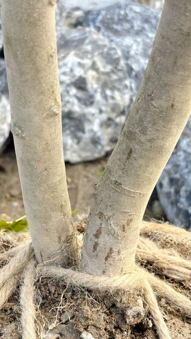 美斑紋。山採りアオダモ3.1M(鉢底から)品番A