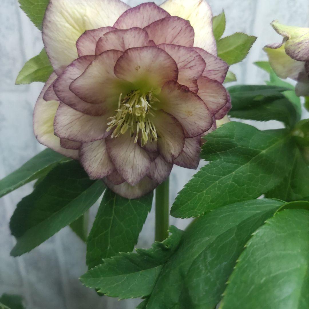 ７日入荷⭐️クリスマスローズダブル咲き⭐️８鉢セット