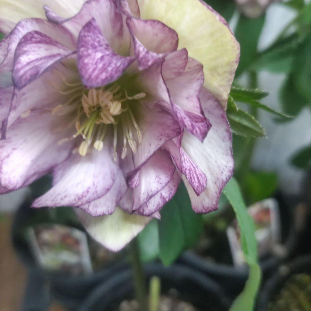 ７日入荷⭐️クリスマスローズダブル咲き⭐️８鉢セット