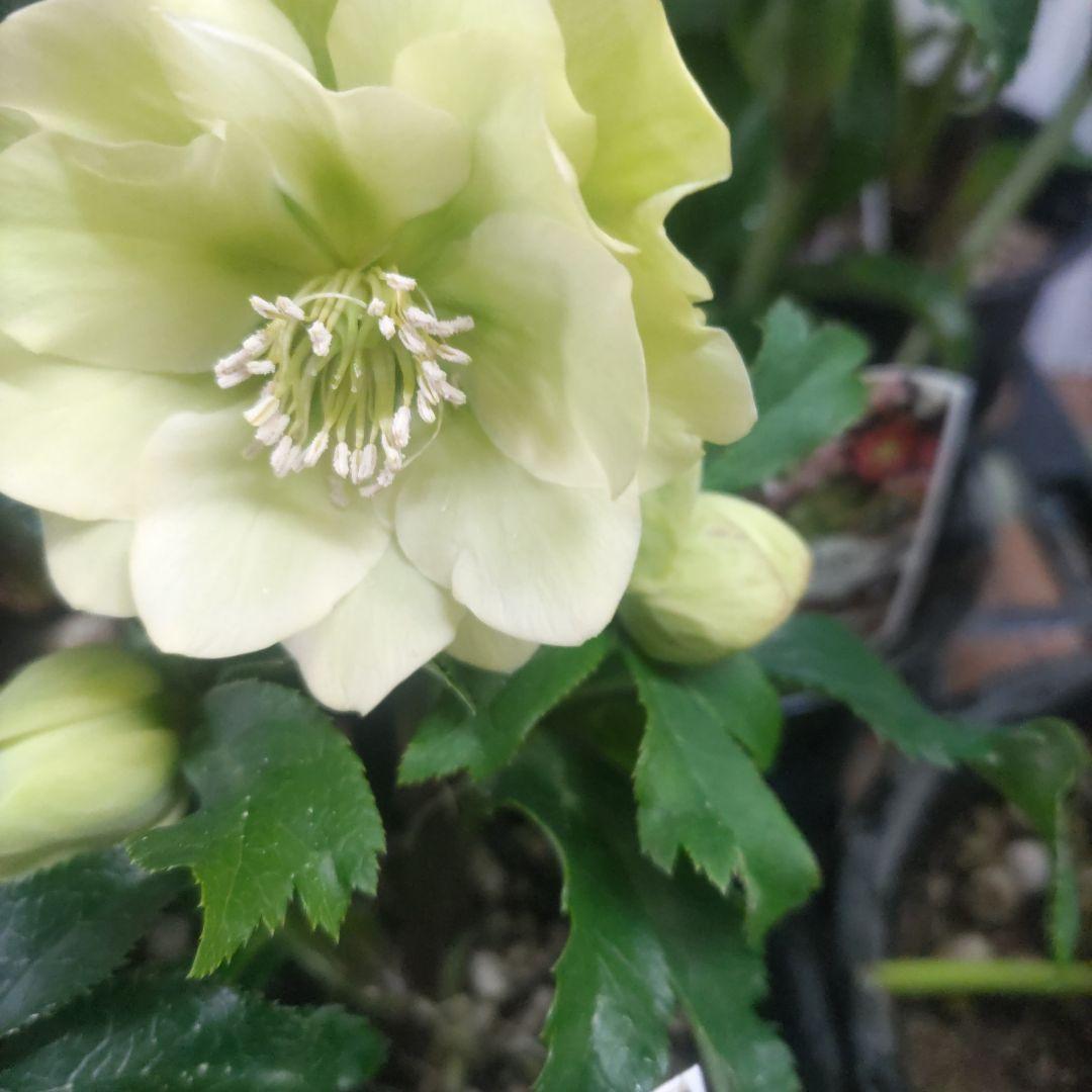 ７日入荷⭐️クリスマスローズダブル咲き⭐️８鉢セット