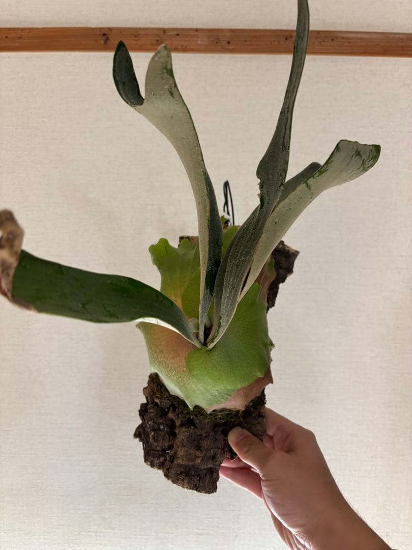 ビカクシダ　デラロッチャ