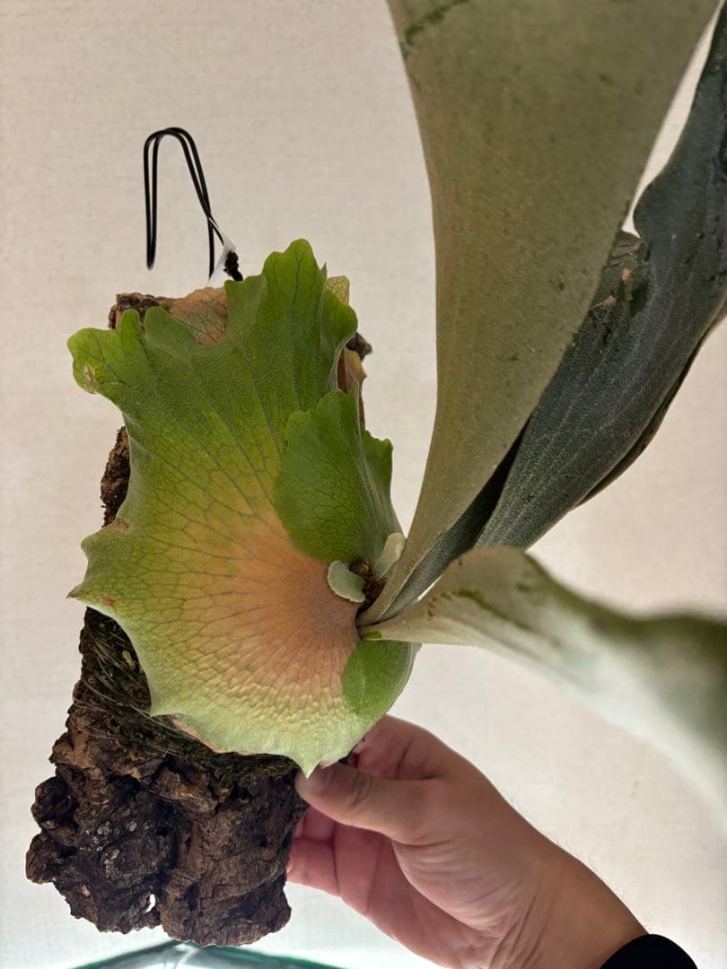 ビカクシダ　デラロッチャ