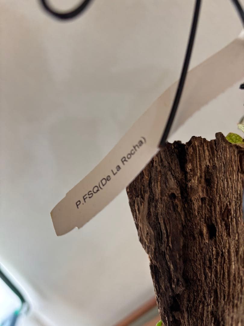 ビカクシダ　デラロッチャ