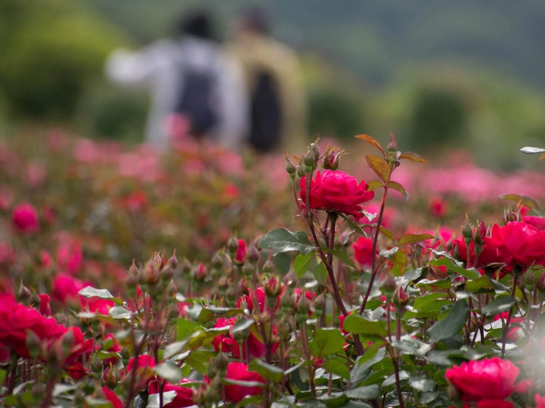 レンズ(ズーム) CANON EF75-300mm F4-5.6 III USM