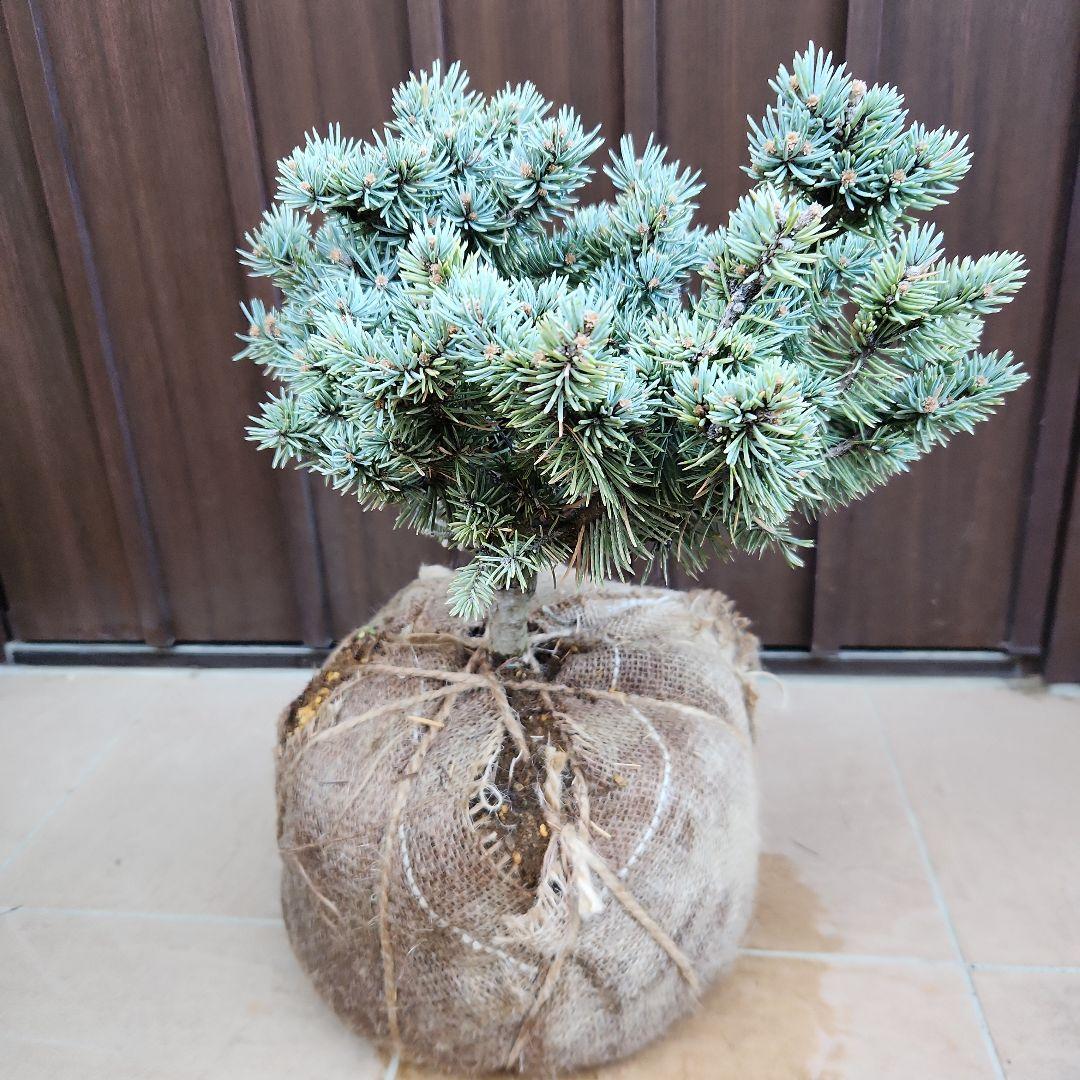 プンゲンストウヒ　グラウカグロボーサ　根巻き　苗木　レア品種