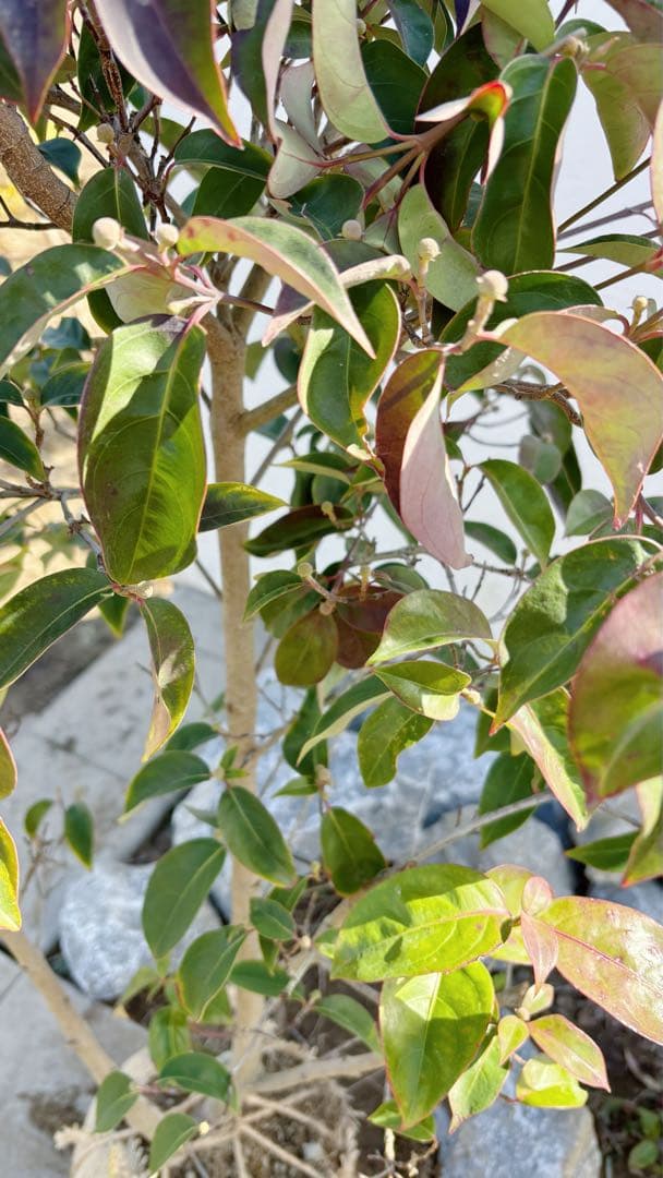 幹太。逸品常緑ヤマボウシ ホンコンエンシス1.6M(鉢底から)品番A