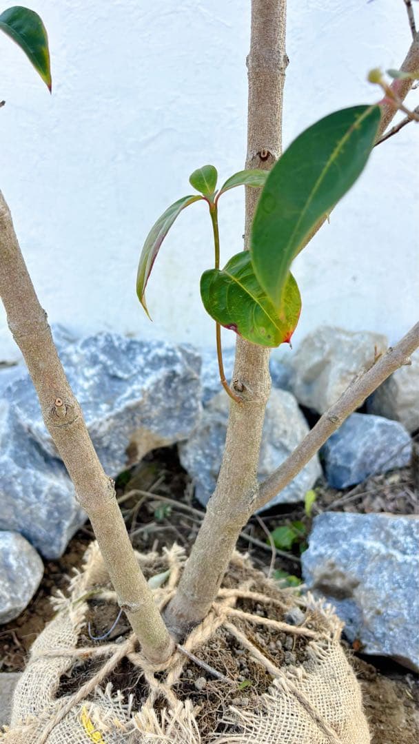 幹太。逸品常緑ヤマボウシ ホンコンエンシス1.6M(鉢底から)品番A