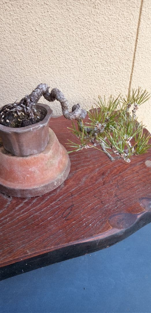 ミニ盆栽三河黒松