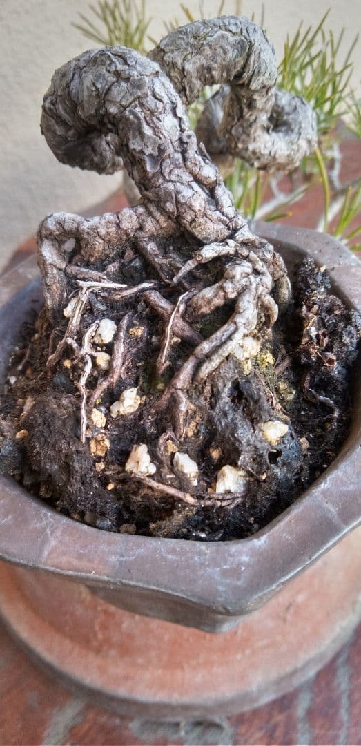 ミニ盆栽三河黒松