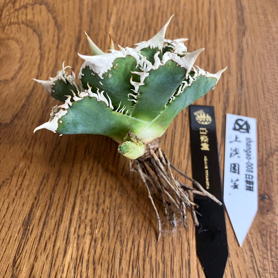 【速達】③特選　サイズ大　子株付き　アガべ　チタノタ　白豪刺　太棘