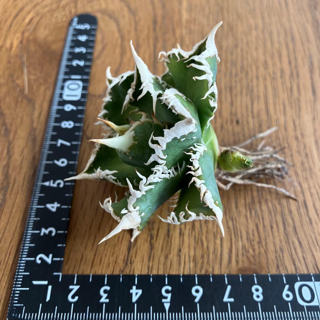 【速達】③特選　サイズ大　子株付き　アガべ　チタノタ　白豪刺　太棘