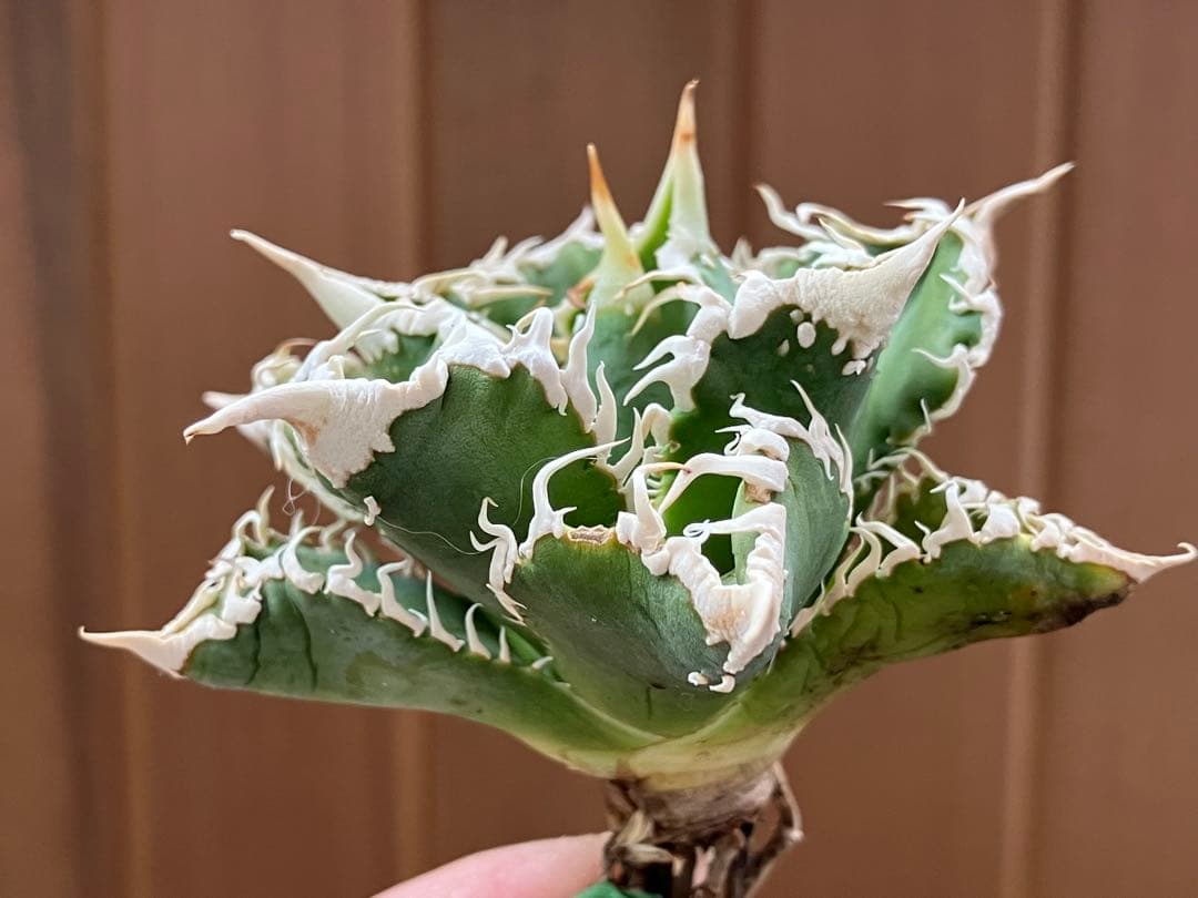 【速達】③特選　サイズ大　子株付き　アガべ　チタノタ　白豪刺　太棘