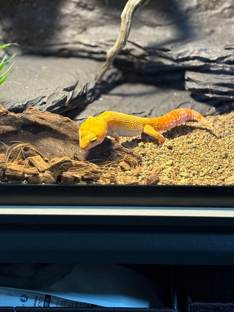 ガラス飼育ケージ レオパードゲッコー用