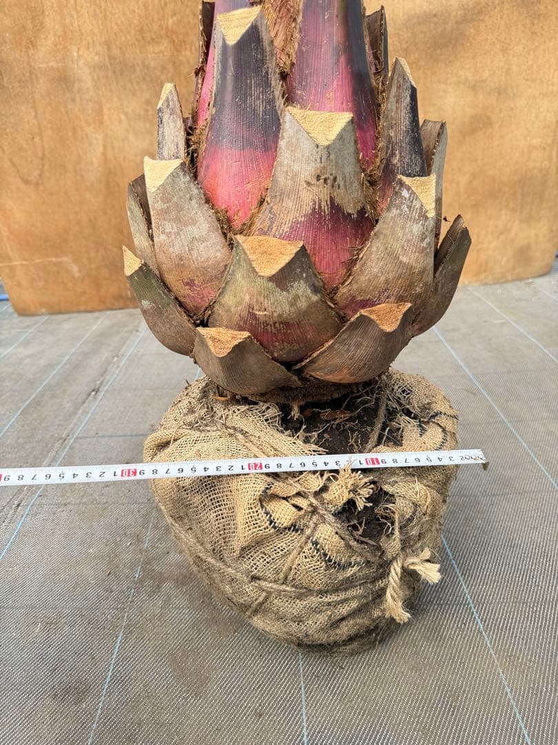 ココスヤシシルバーリーフ【極太】葉先160cm幹回り90cm 幹高40cm