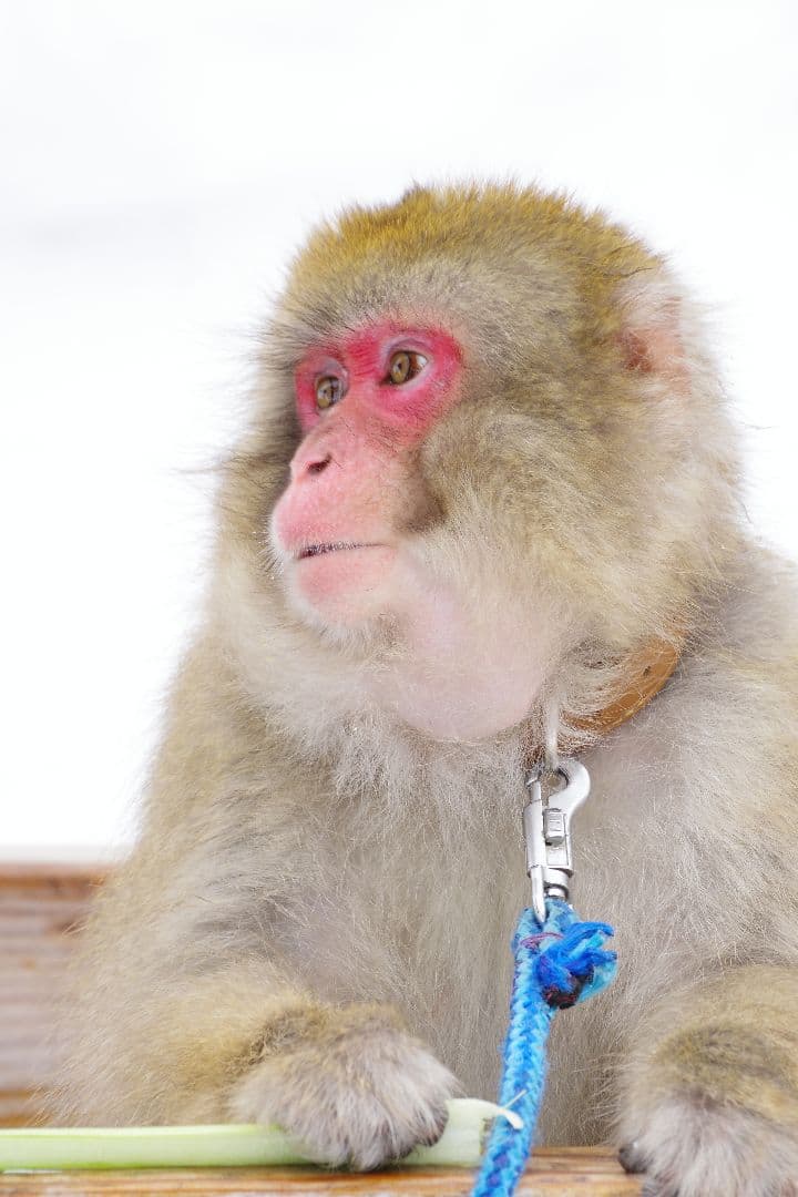 PENTAX K-3 III デジタル一眼レフカメラ