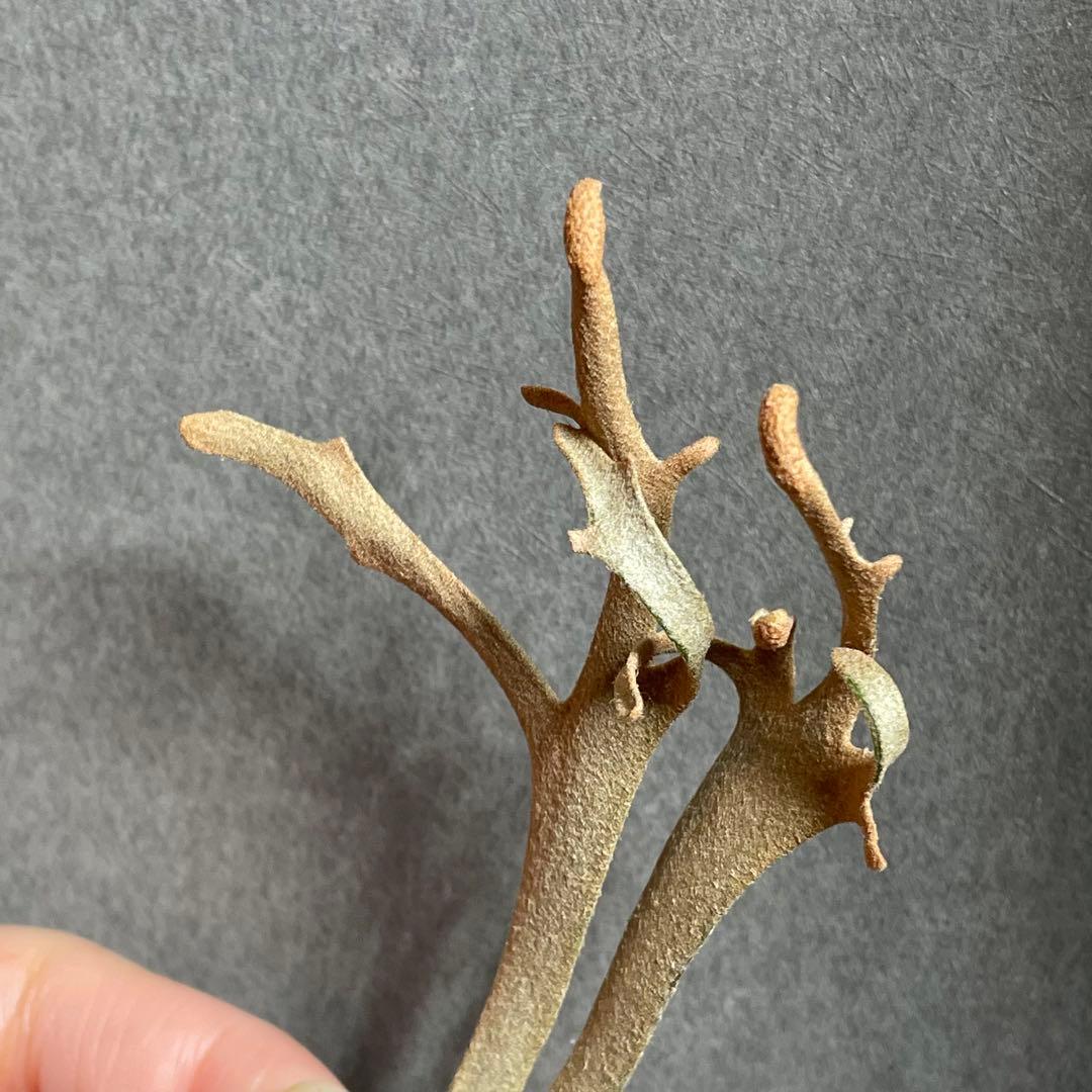 ④ yellow moon dwarf sporeling 胞子 ビカクシダ