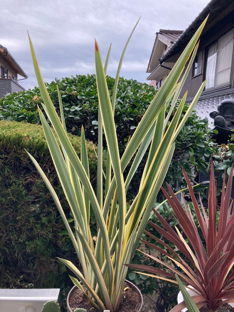 ドライガーデンＰセット鉢ごと配送致します。