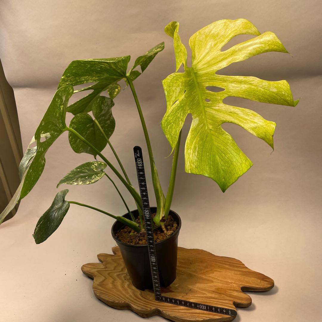ち*か様 L030 大株　ホワイトモンスター 天津蘭 モンステラ斑入り　デリシオ