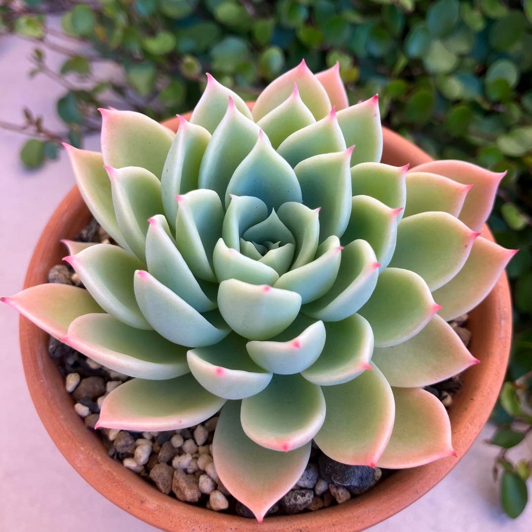 パンジー【カット】多肉植物