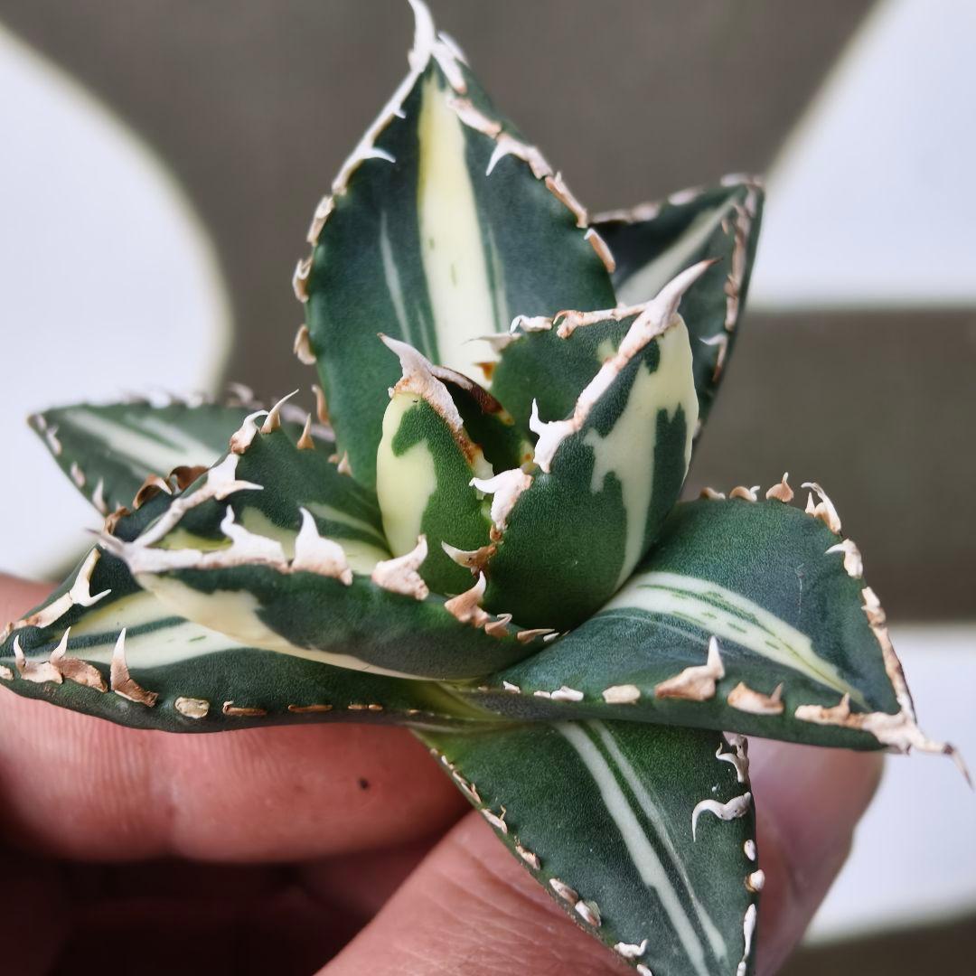 828【上澳園芸】 アガベ チタノタ 狼人錦 安定錦 白中斑