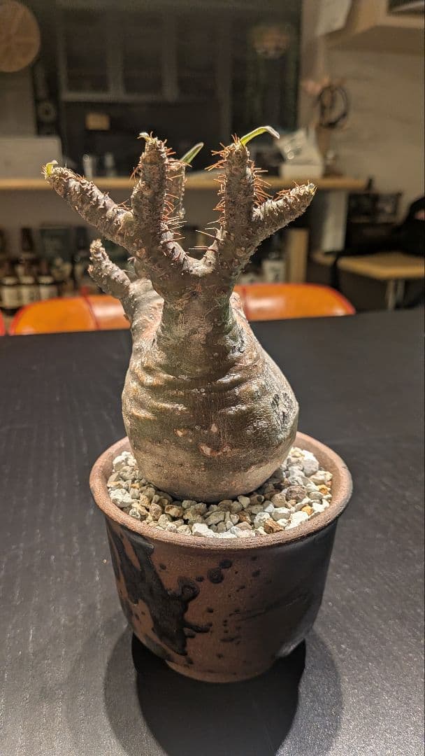 【極上】パキポディウム グラキリス 鉢付き 塊根植物（発根済）