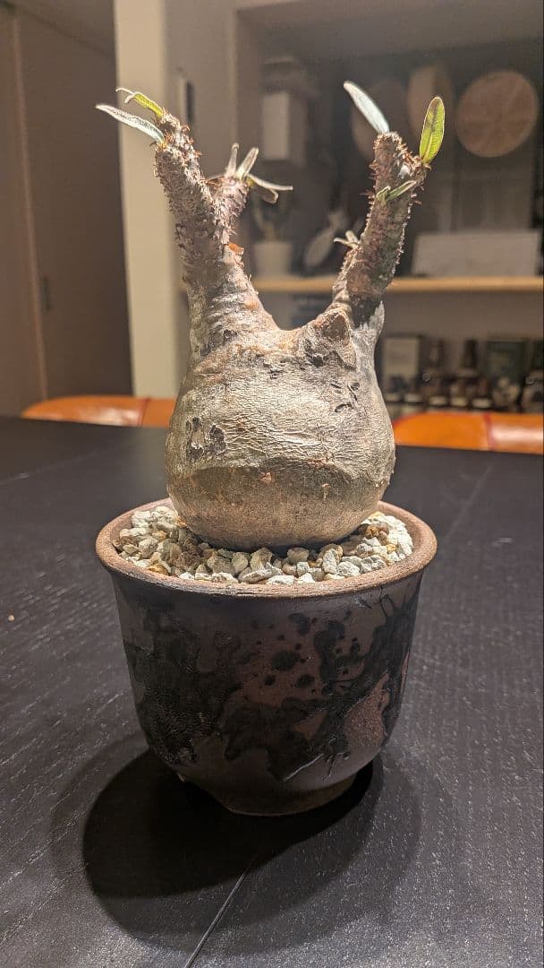 【極上】パキポディウム グラキリス 鉢付き 塊根植物（発根済）