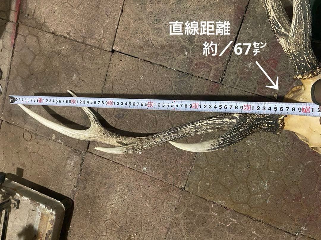 し*け様 蝦夷鹿hunting trophy（deer skull）