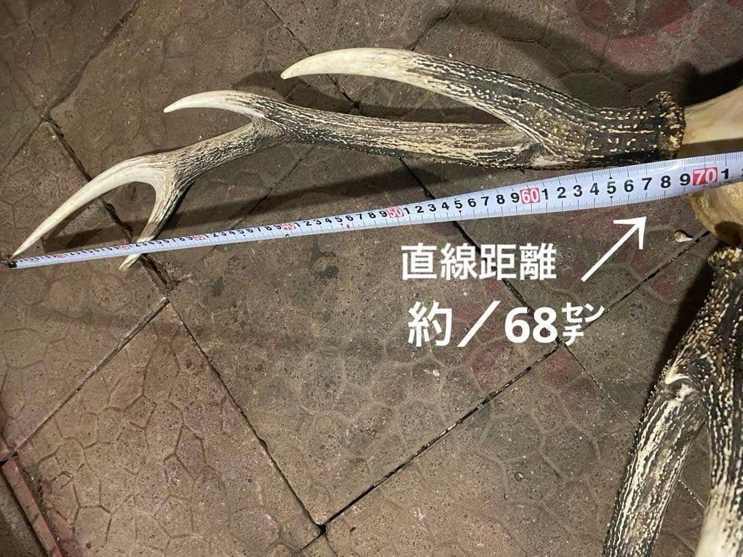 し*け様 蝦夷鹿hunting trophy（deer skull）