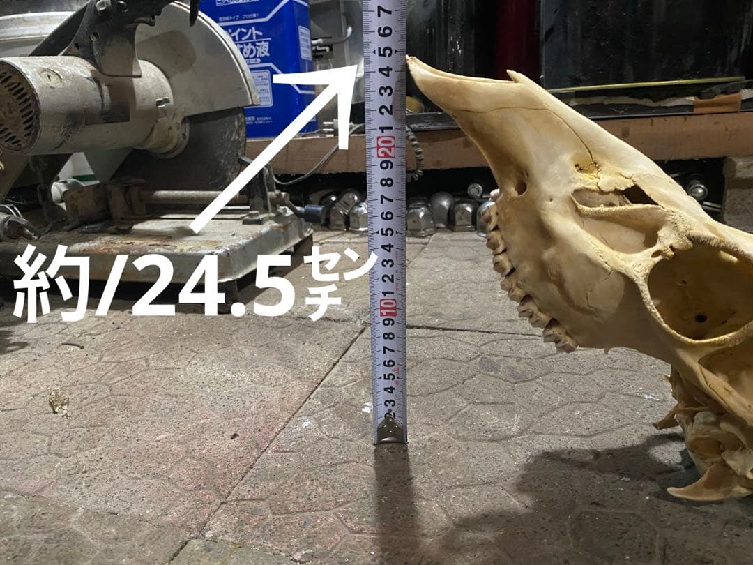 し*け様 蝦夷鹿hunting trophy（deer skull）